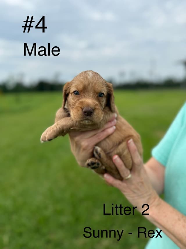 English Cocker Spaniel Puppies media 2