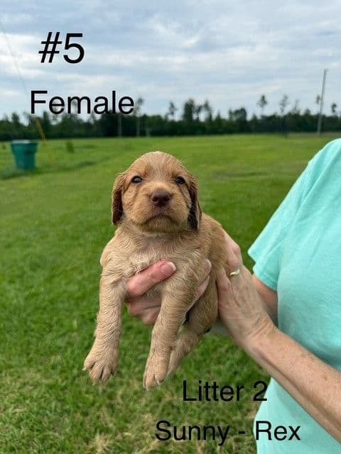 English Cocker Spaniel Puppies media 3