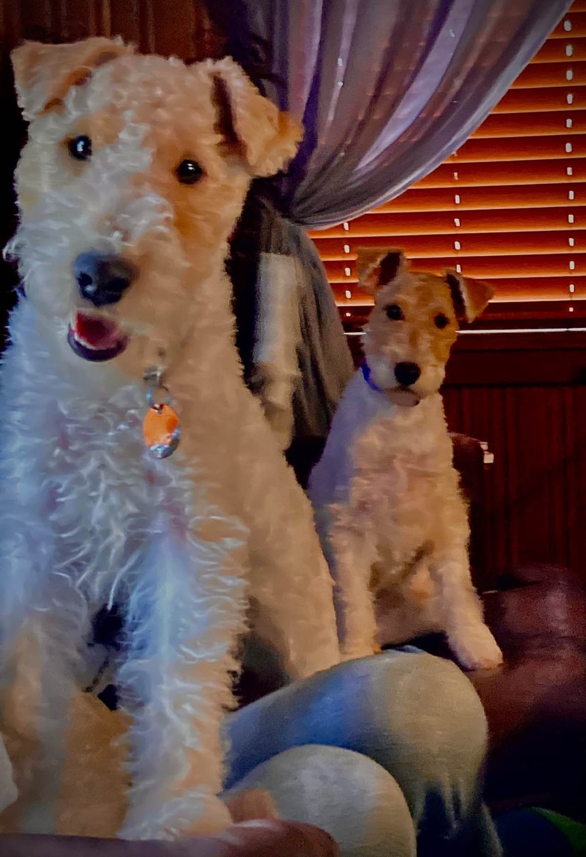 Wire Fox Terrier Puppies breeder image 2