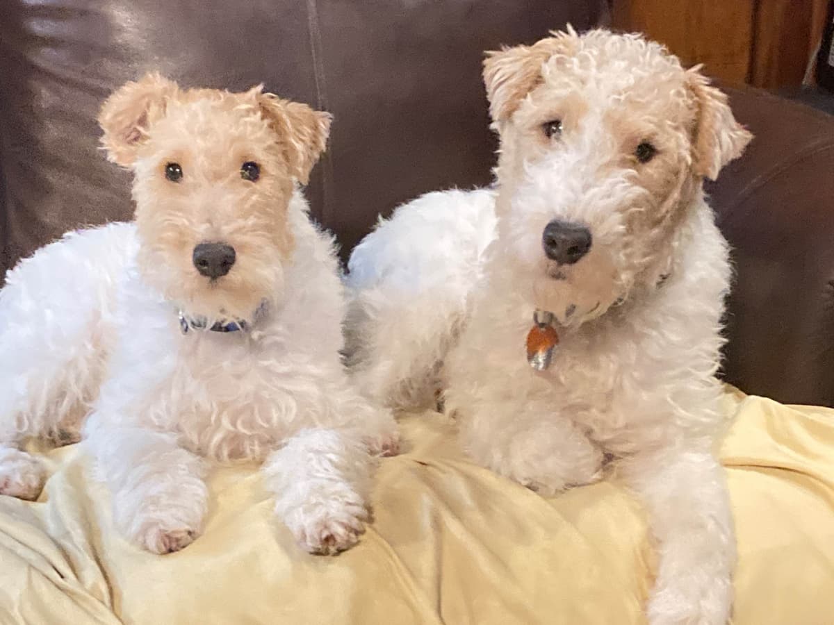 Wire Fox Terrier Puppies breeder image 5