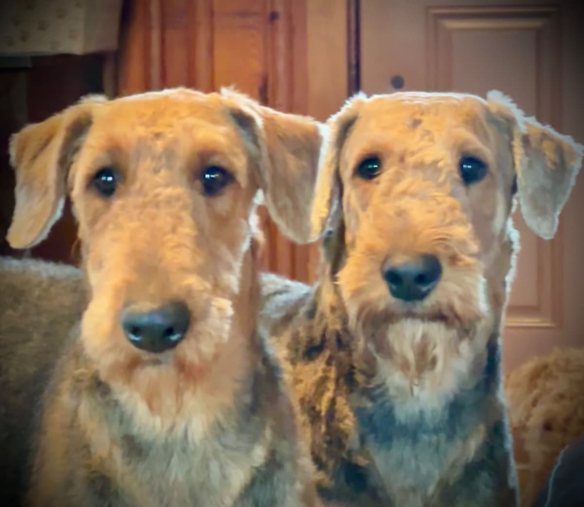 Wire Fox Terrier Puppies breeder image 6