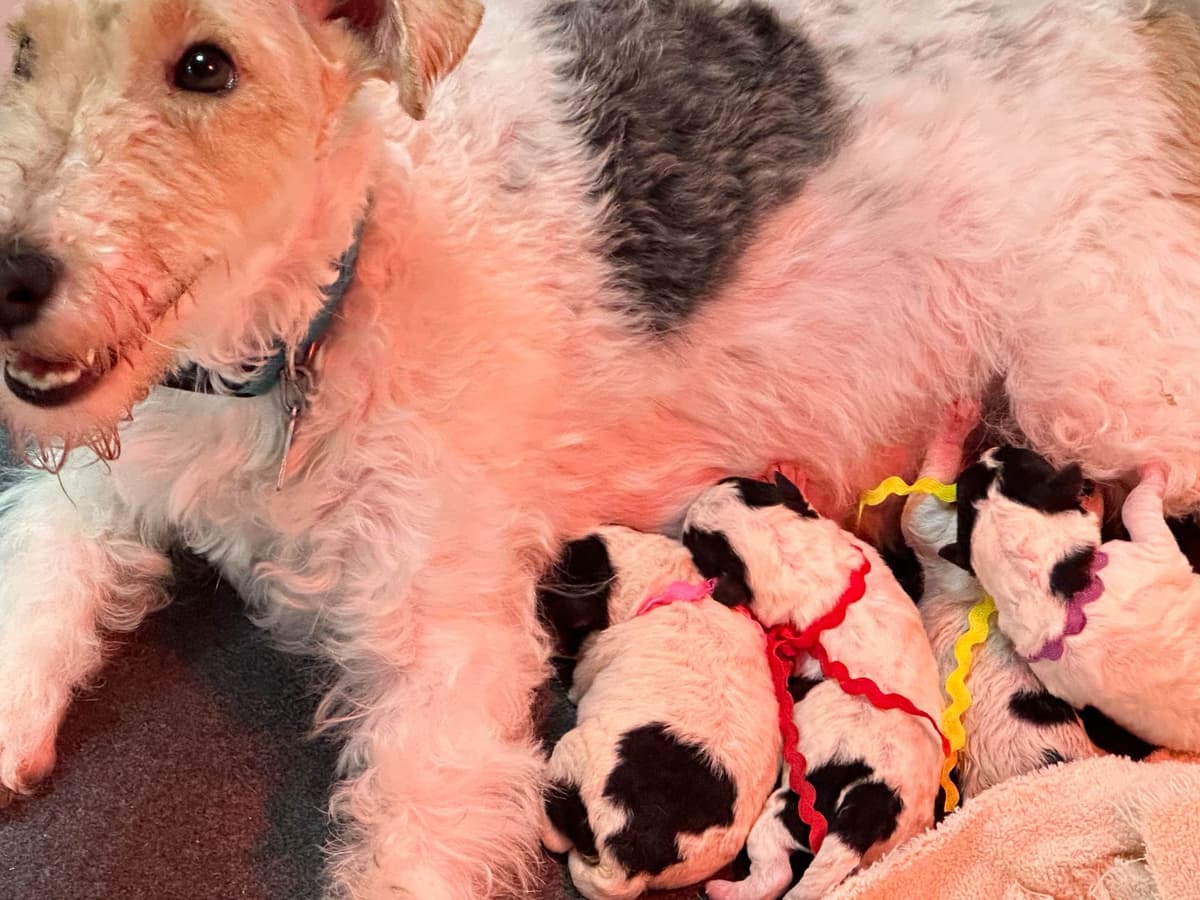 Wire Fox Terrier Puppies breeder image 3