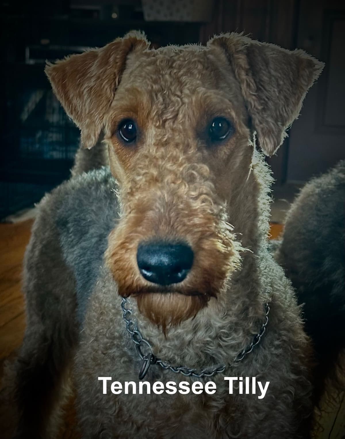 Wire Fox Terrier Puppies breeder image 4