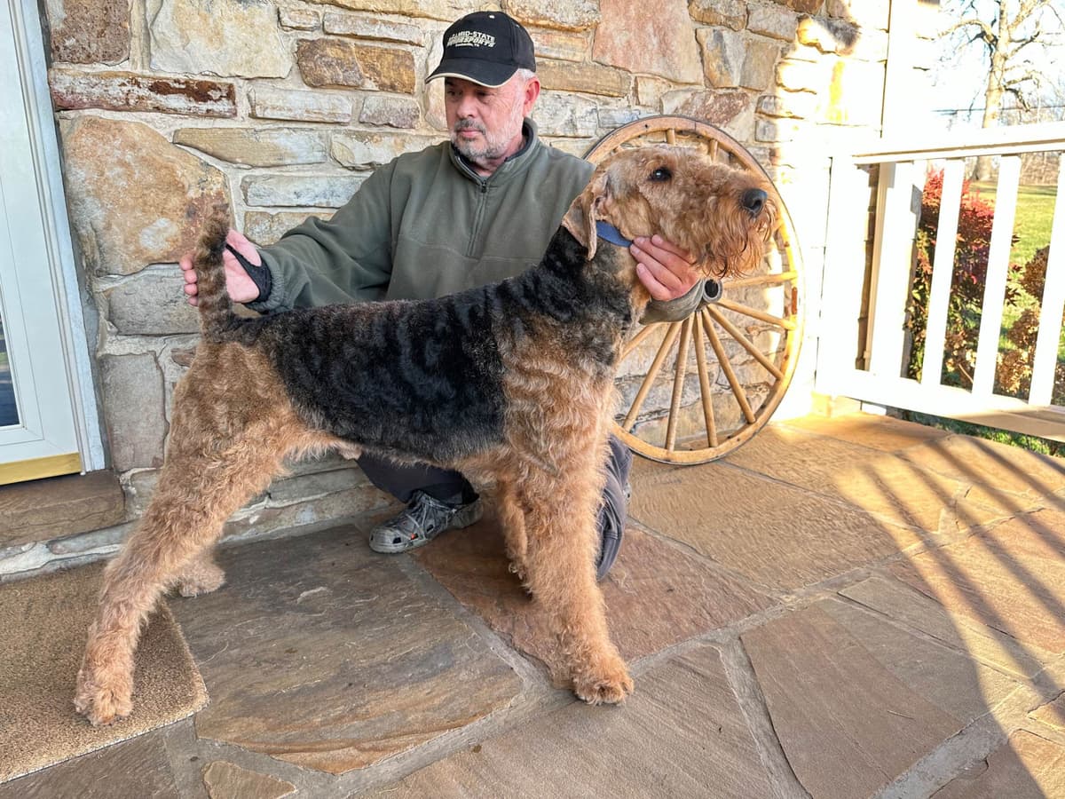 Wire Fox Terrier Puppies breeder image 8