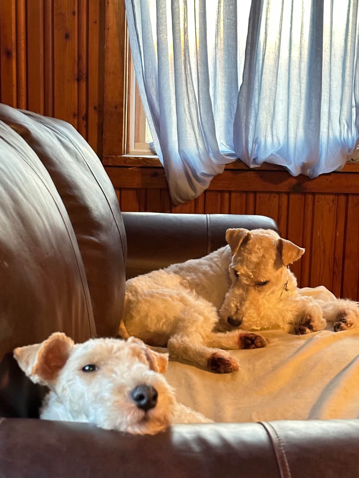 Wire Fox Terrier Puppies breeder image 12