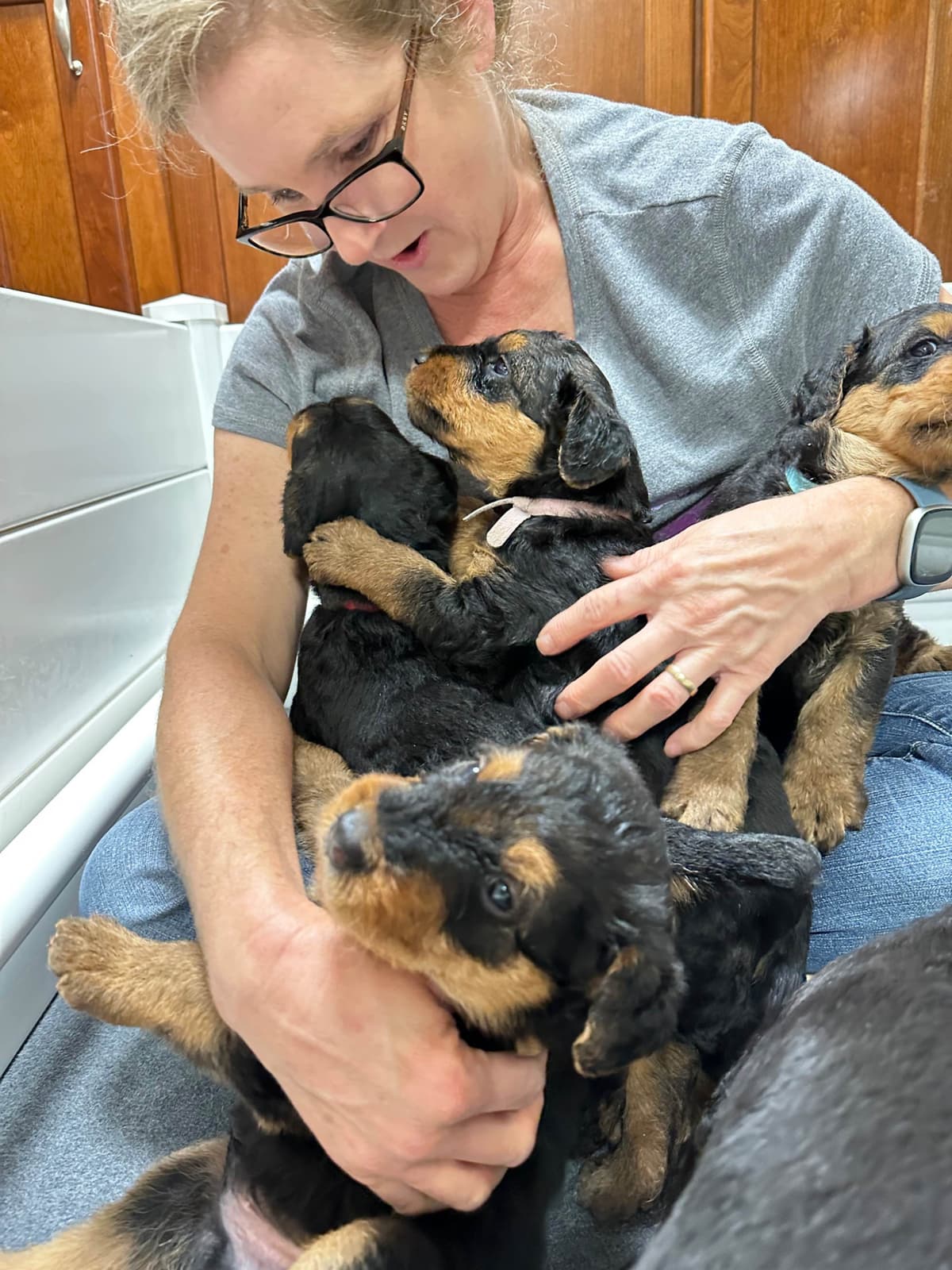 Wire Fox Terrier Puppies breeder image 9