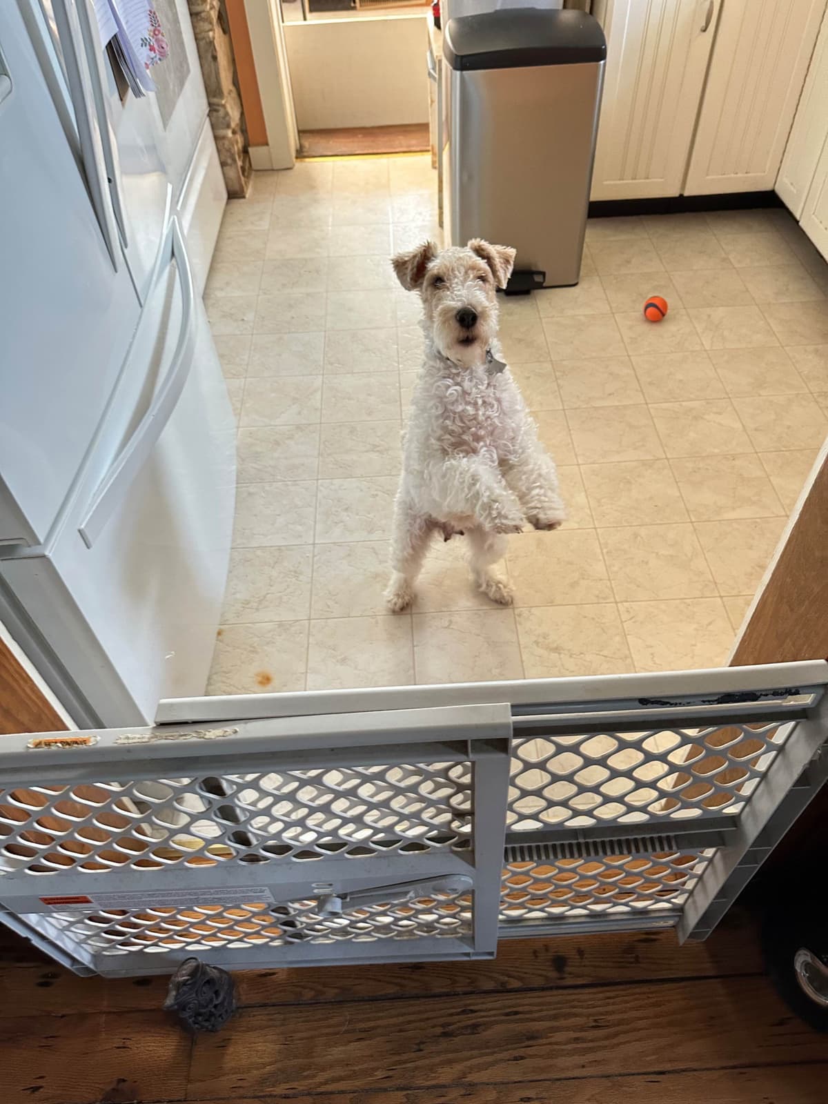 Wire Fox Terrier Puppies breeder image 11