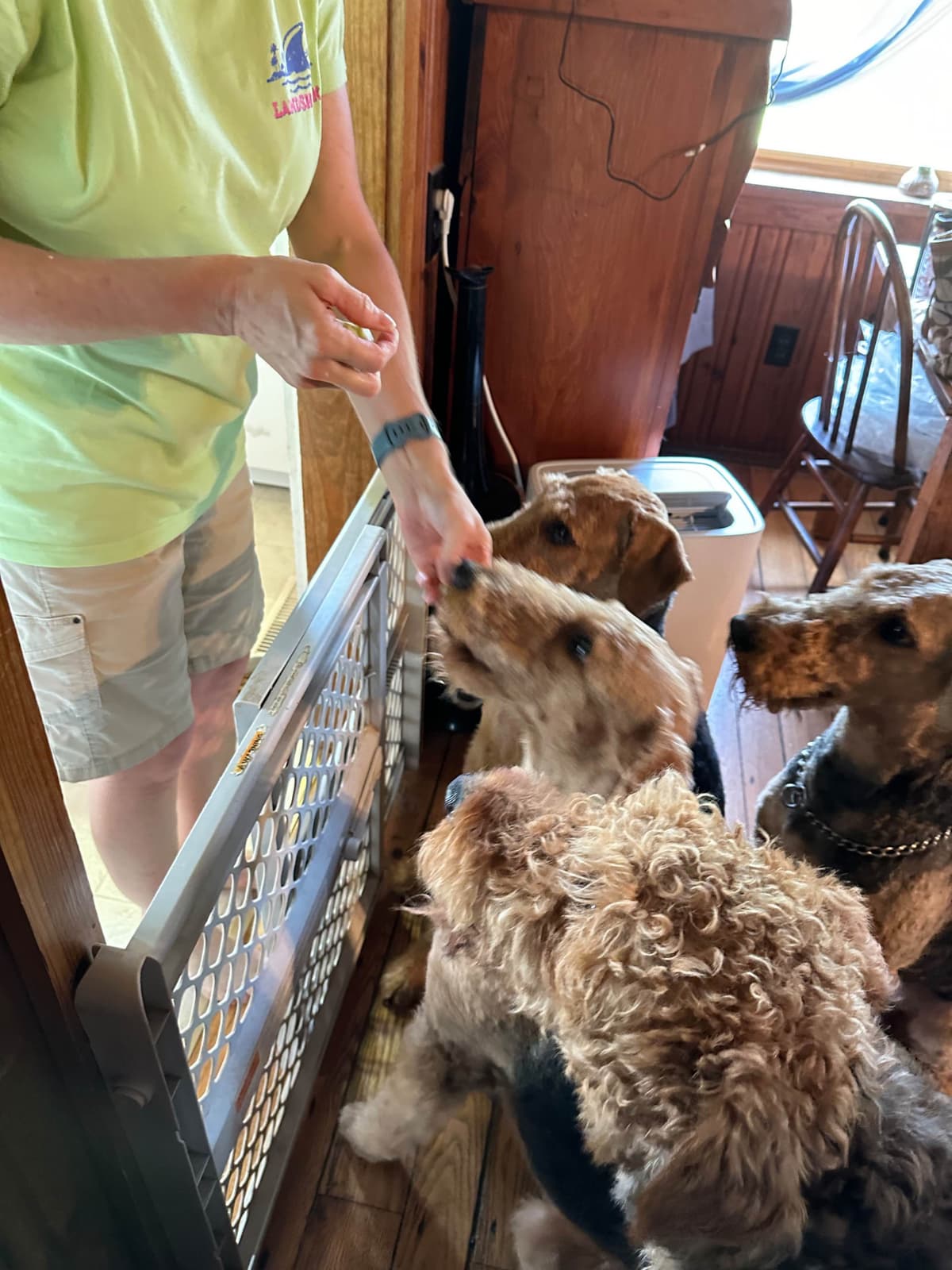 Wire Fox Terrier Puppies breeder image 10