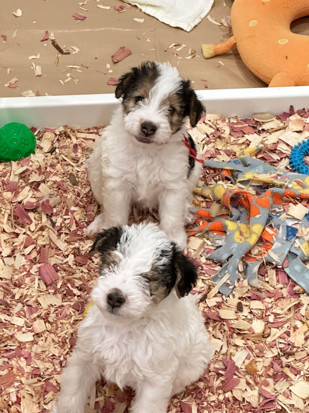 Wire Fox Terrier Puppies breeder image 15