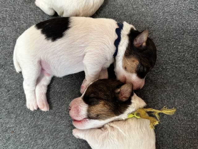 Wire Fox Terrier Puppies media 2