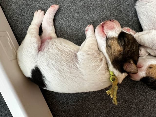 Wire Fox Terrier Puppies media 3