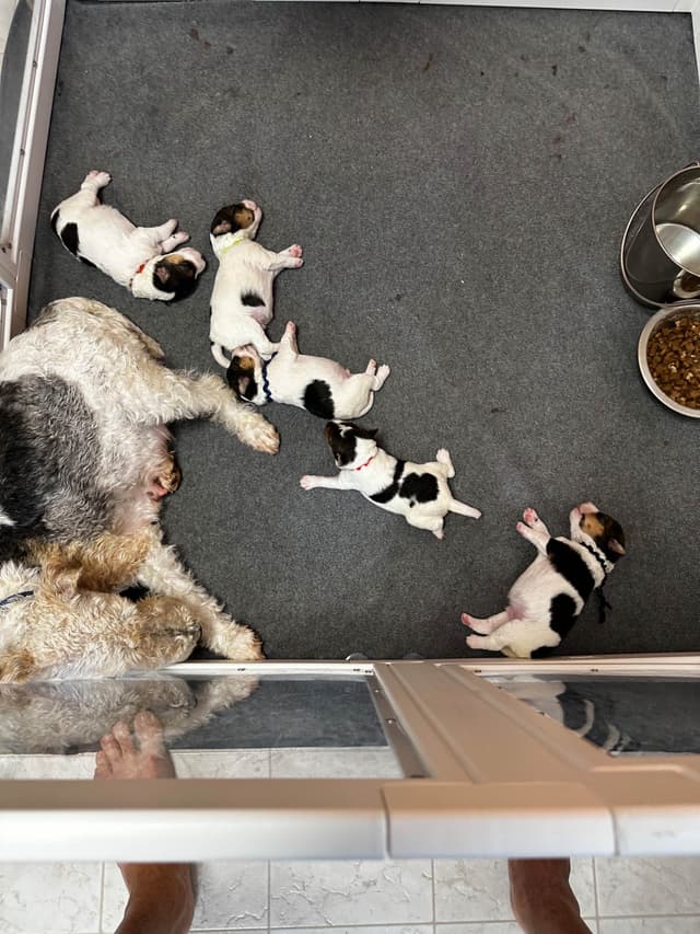 Wire Fox Terrier Puppies media 4
