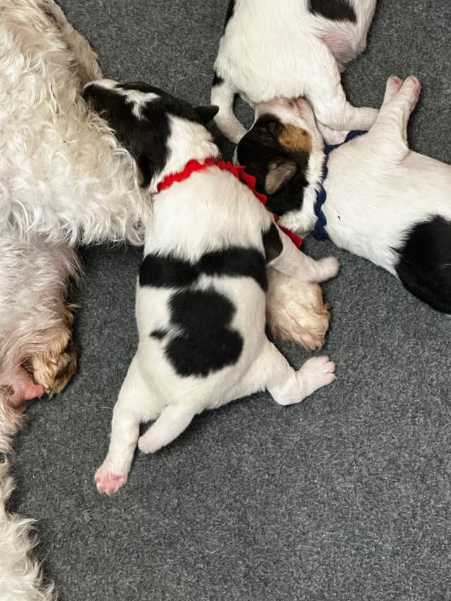 Wire Fox Terrier Puppies media 6