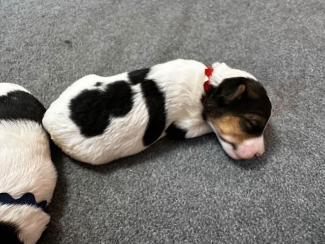Wire Fox Terrier Puppies media 8