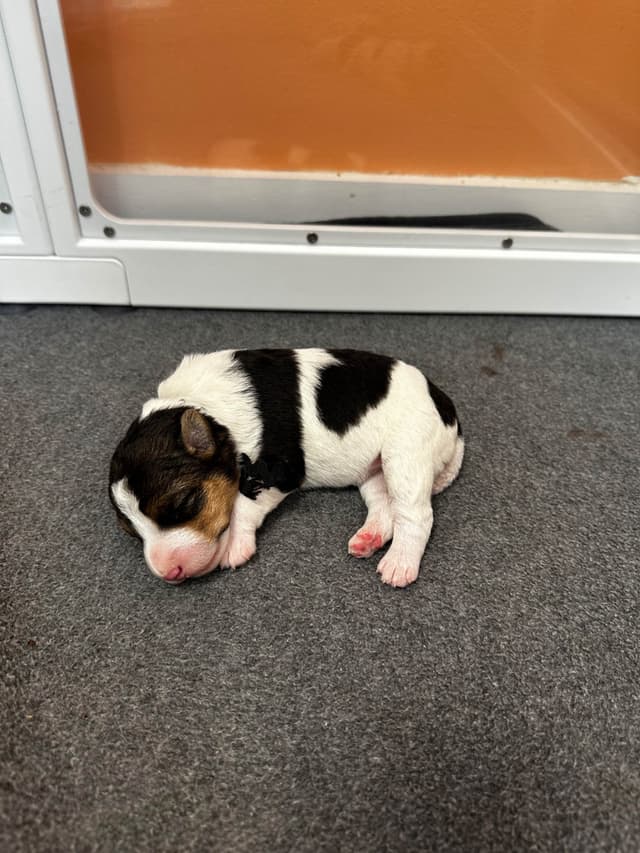 Wire Fox Terrier Puppies media 12