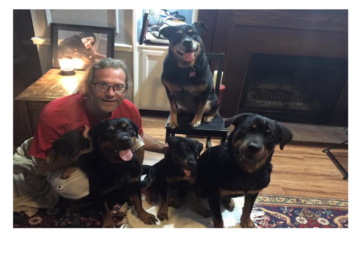 Gorgeous Rottweiler Puppies breeder image 1