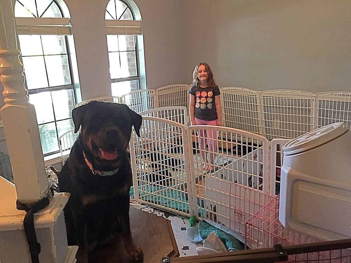 Gorgeous Rottweiler Puppies breeder image 4