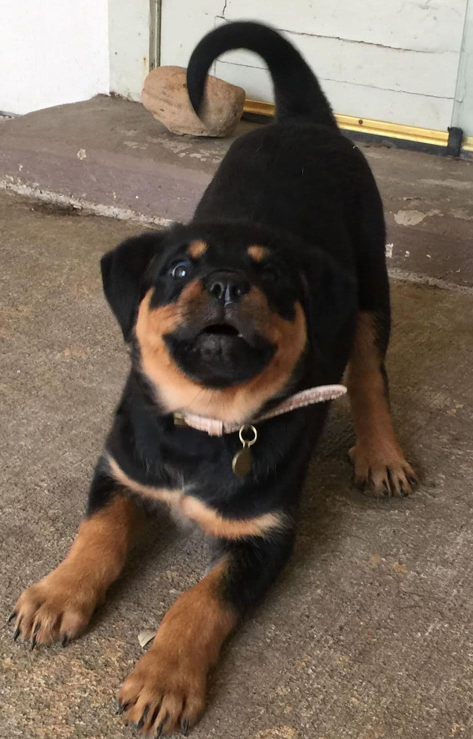 Gorgeous Rottweiler Puppies breeder image 3