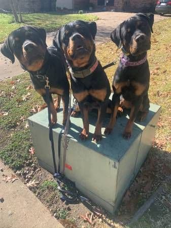 Gorgeous Rottweiler Puppies breeder image 5