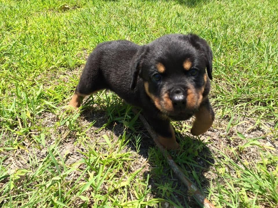 Gorgeous Rottweiler Puppies breeder image 6
