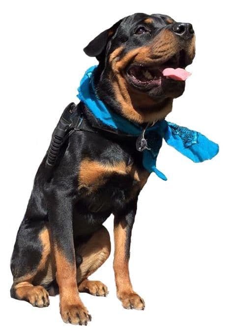 Gorgeous Rottweiler Puppies breeder image 7