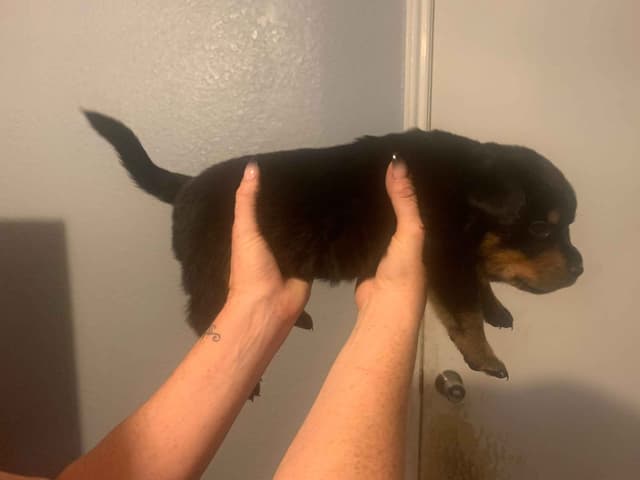 Gorgeous Rottweiler Puppies media 2