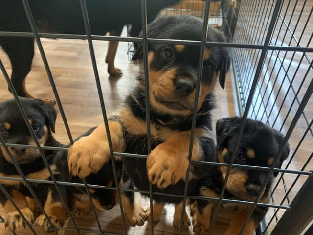Gorgeous Rottweiler Puppies media 3