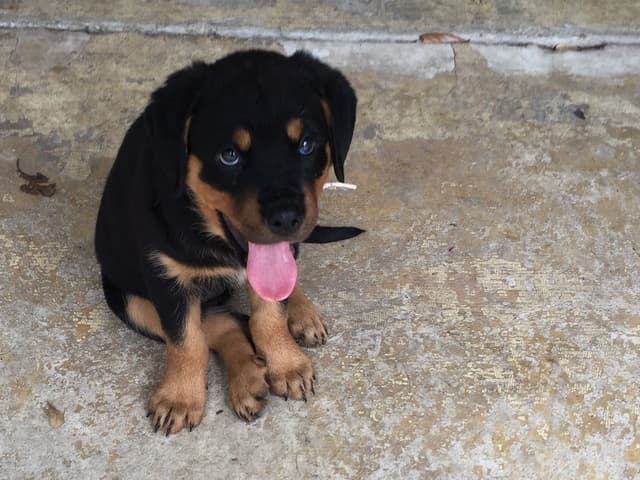 Gorgeous Rottweiler Puppies media 4