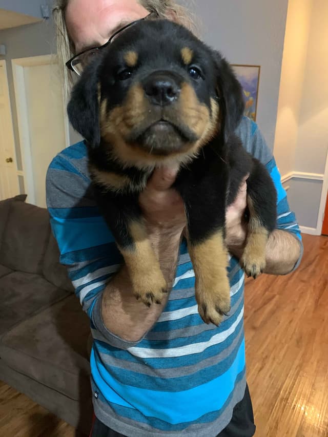 Gorgeous Rottweiler Puppies media 5