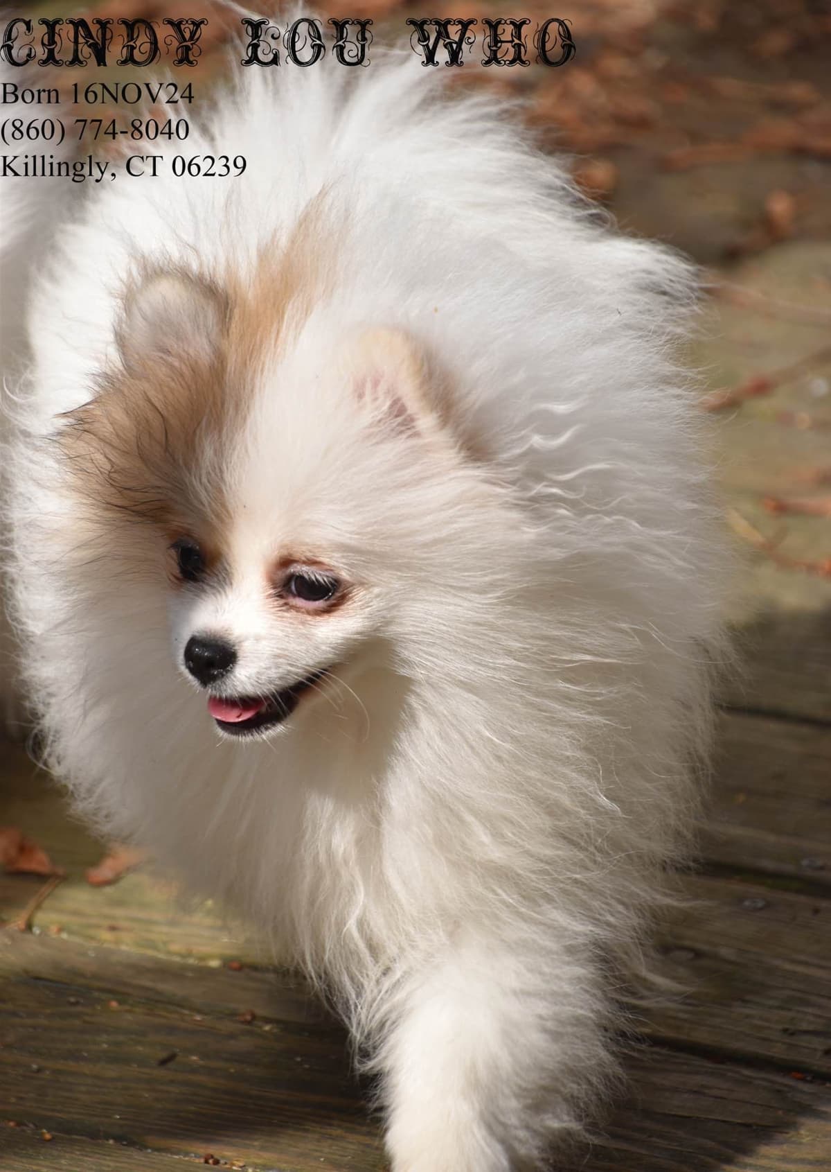 Pomeranian Puppies breeder image 1