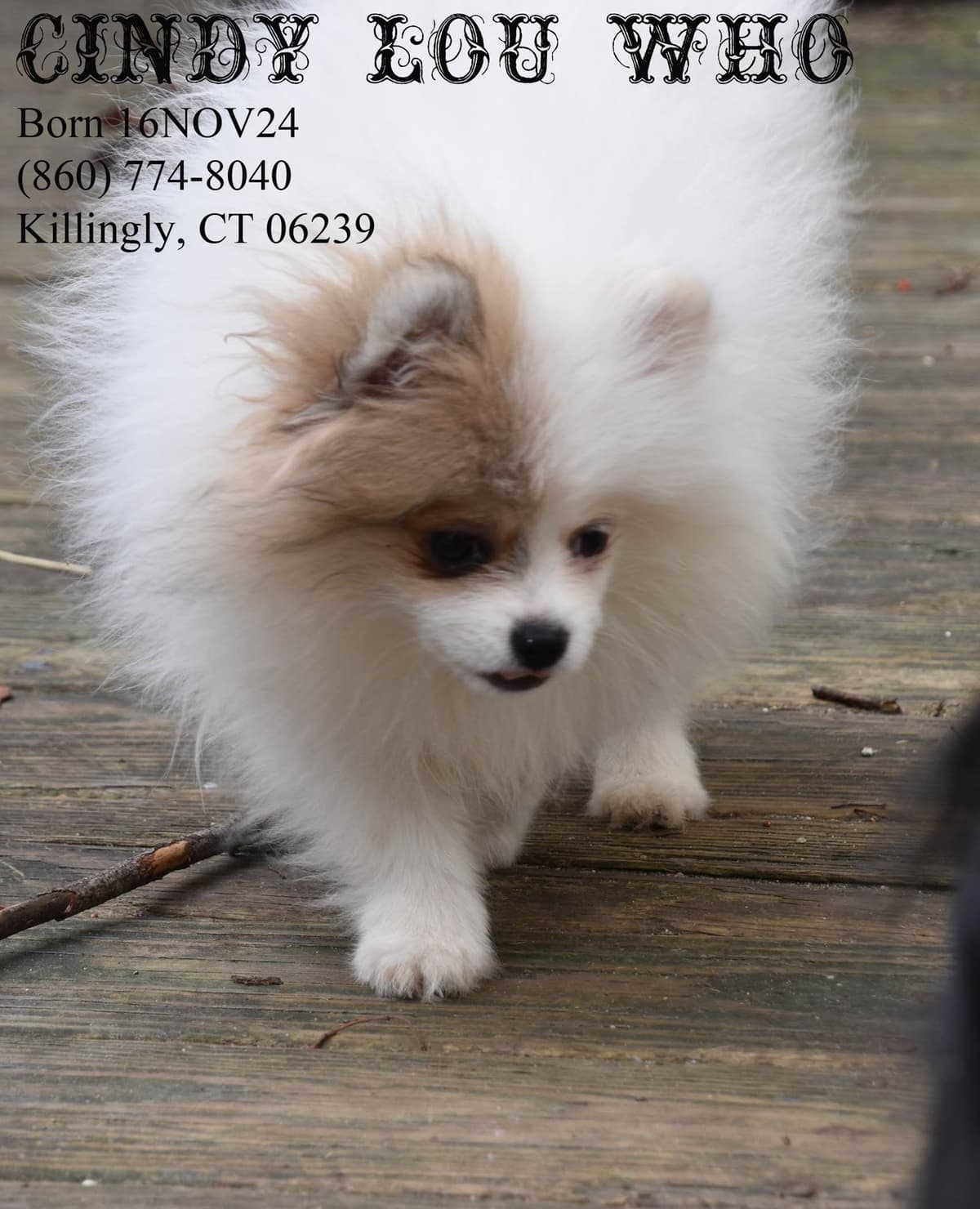 Pomeranian Puppies breeder image 2