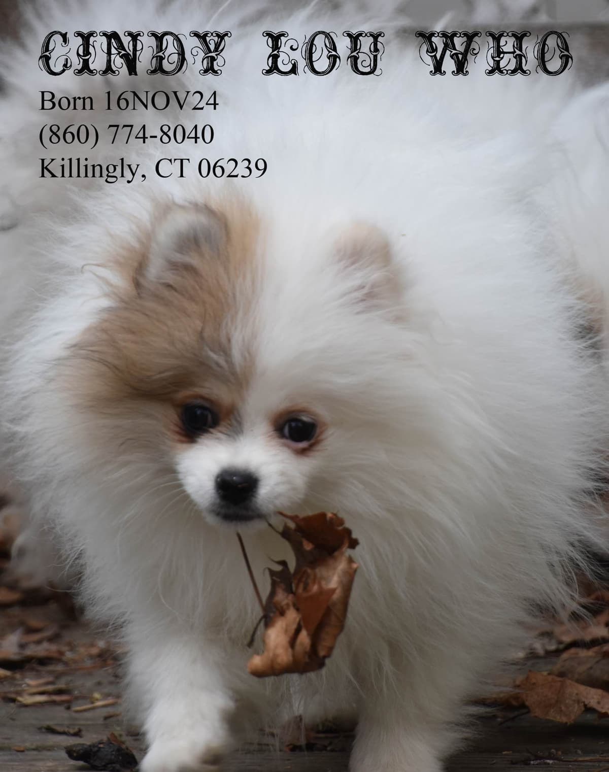 Pomeranian Puppies breeder image 3
