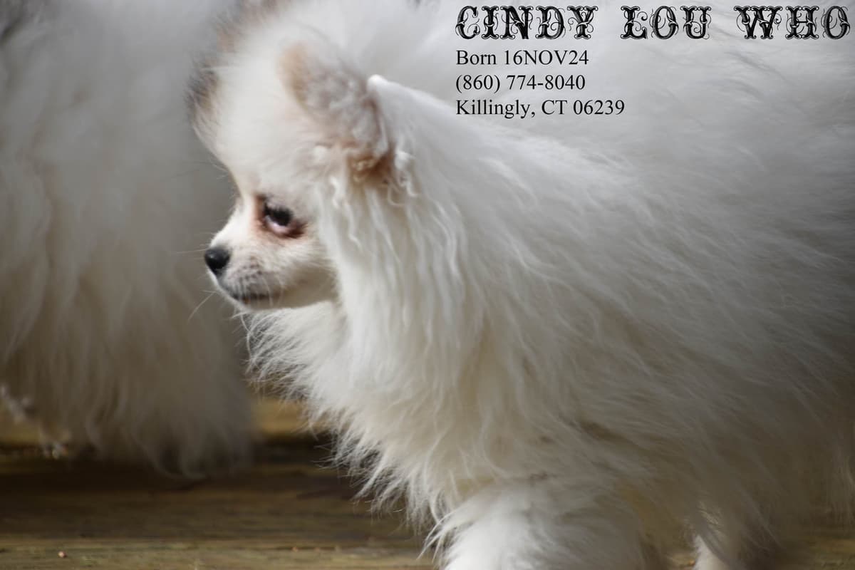 Pomeranian Puppies breeder image 4