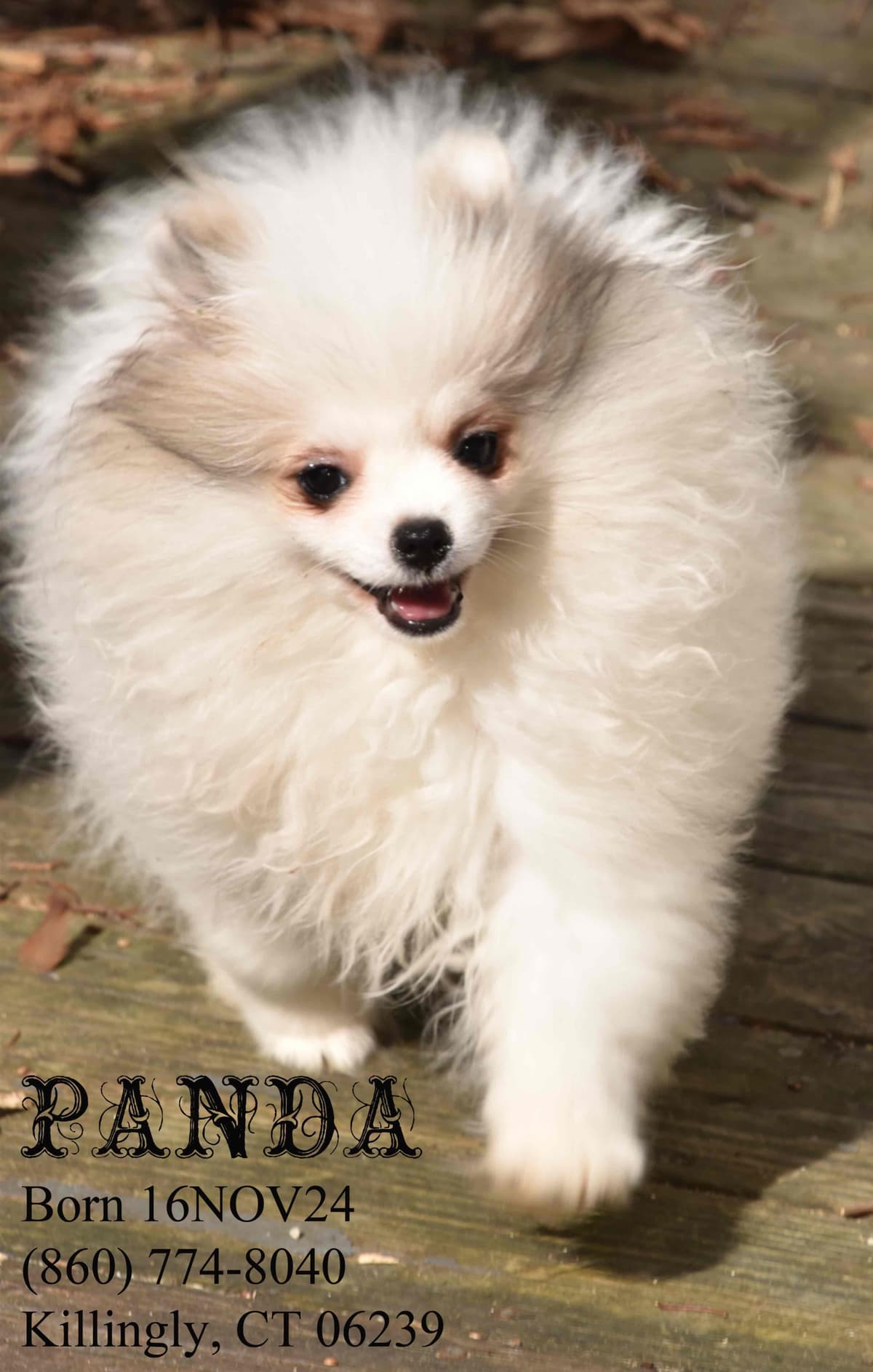 Pomeranian Puppies breeder image 5
