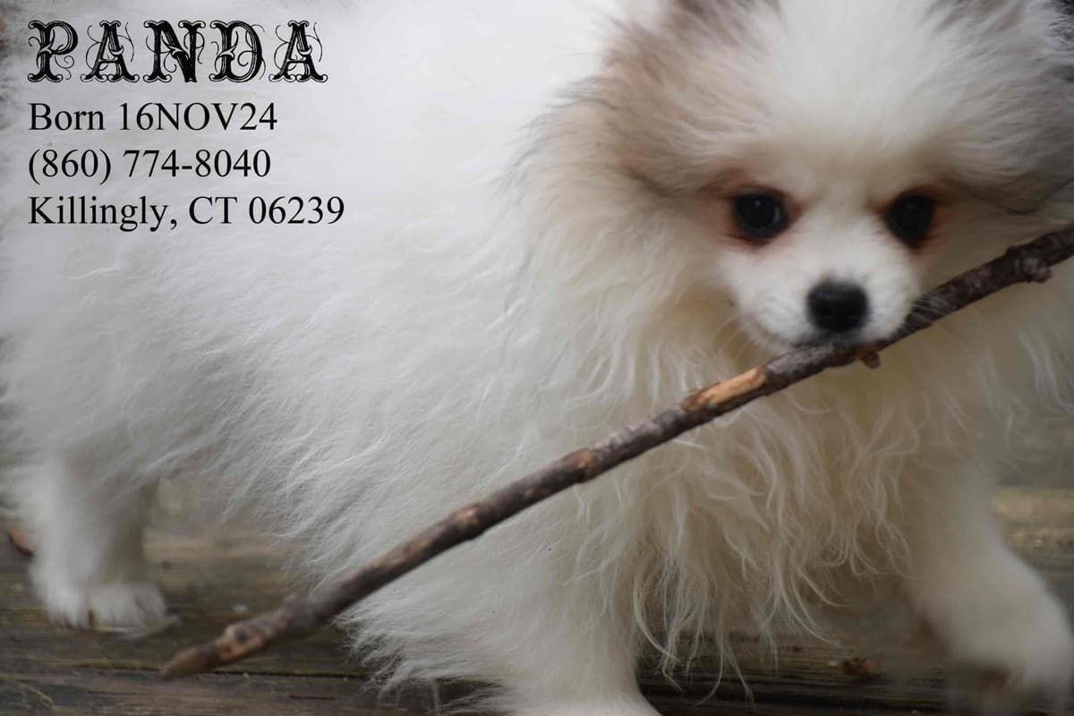 Pomeranian Puppies breeder image 7