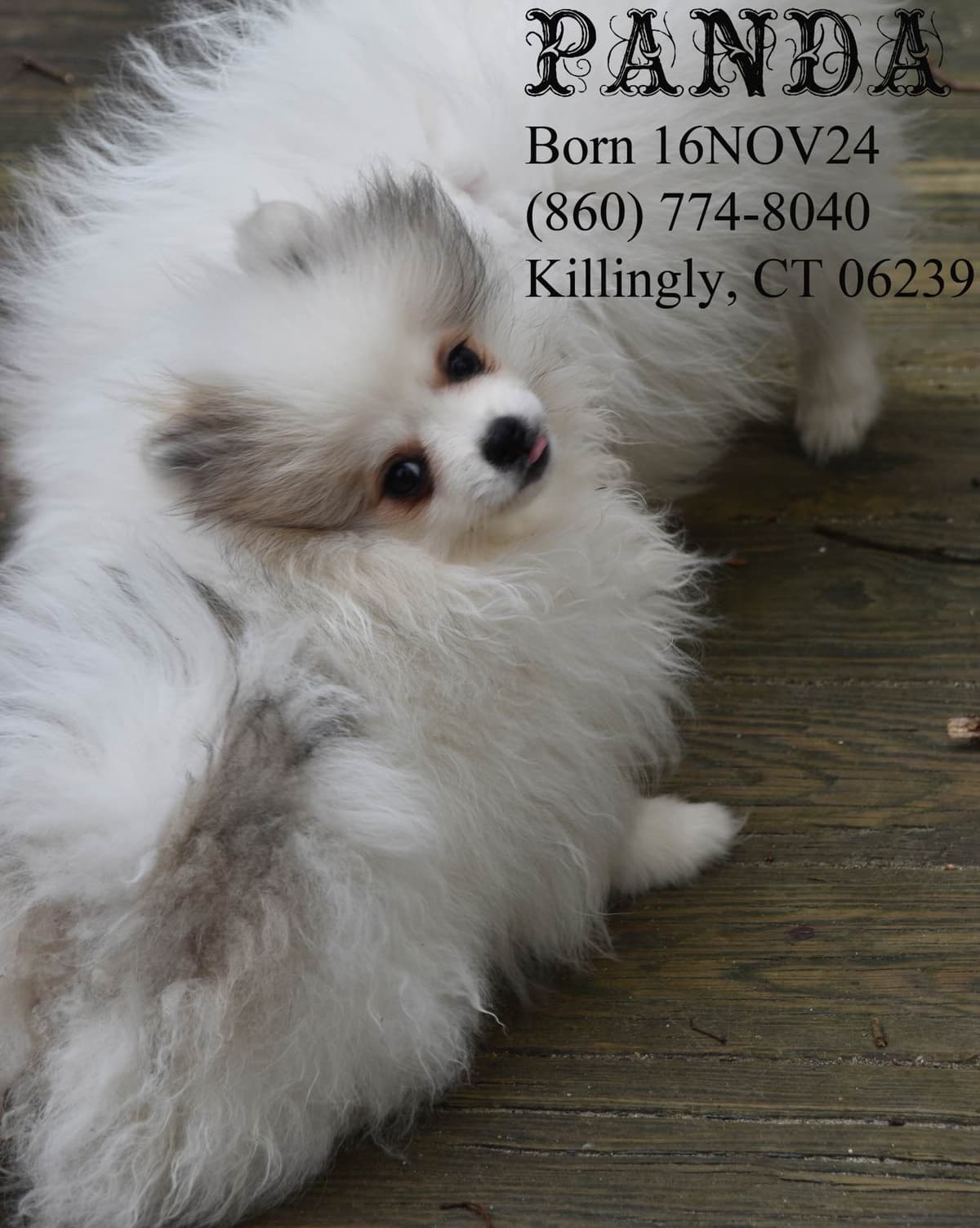 Pomeranian Puppies breeder image 8