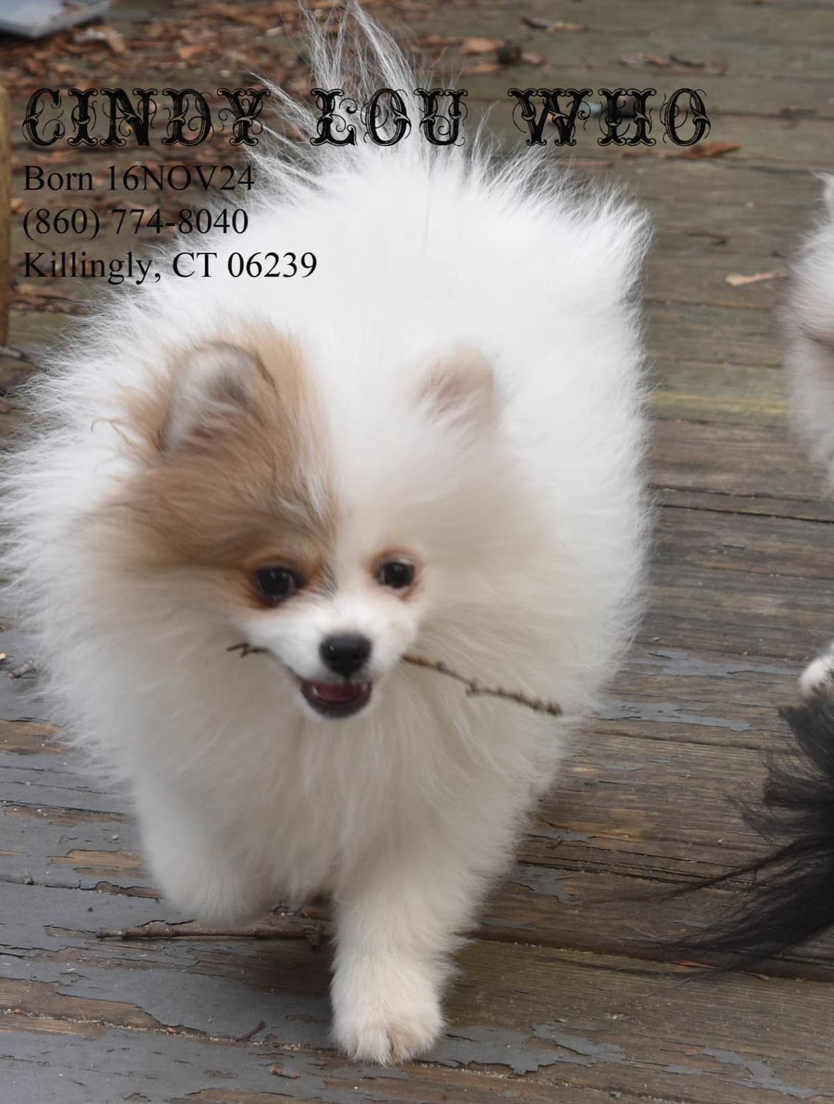 Pomeranian Puppies breeder image 9