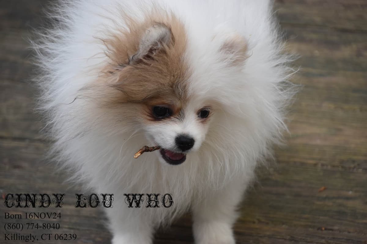 Pomeranian Puppies breeder image 10