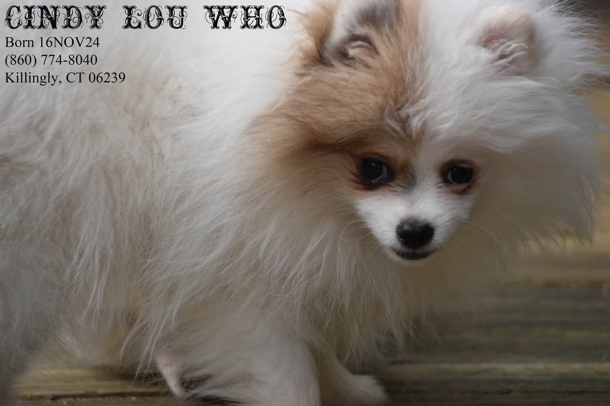 Pomeranian Puppies breeder image 12