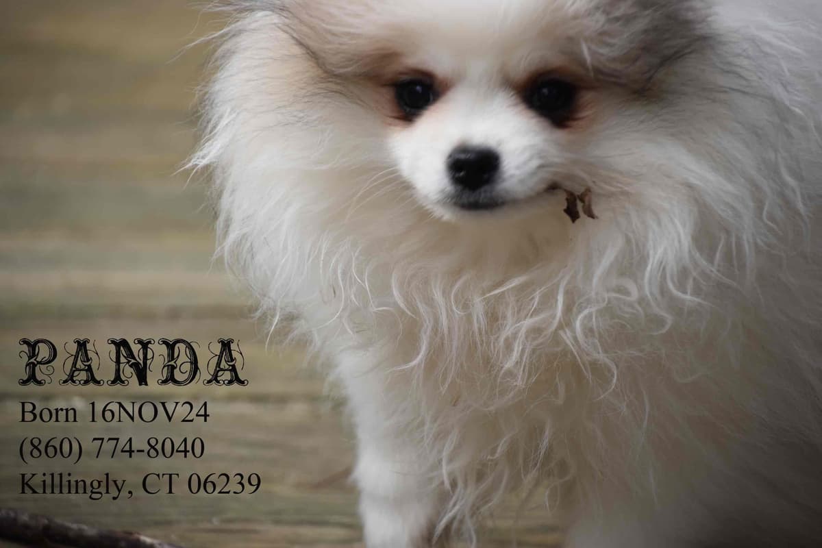 Pomeranian Puppies breeder image 14