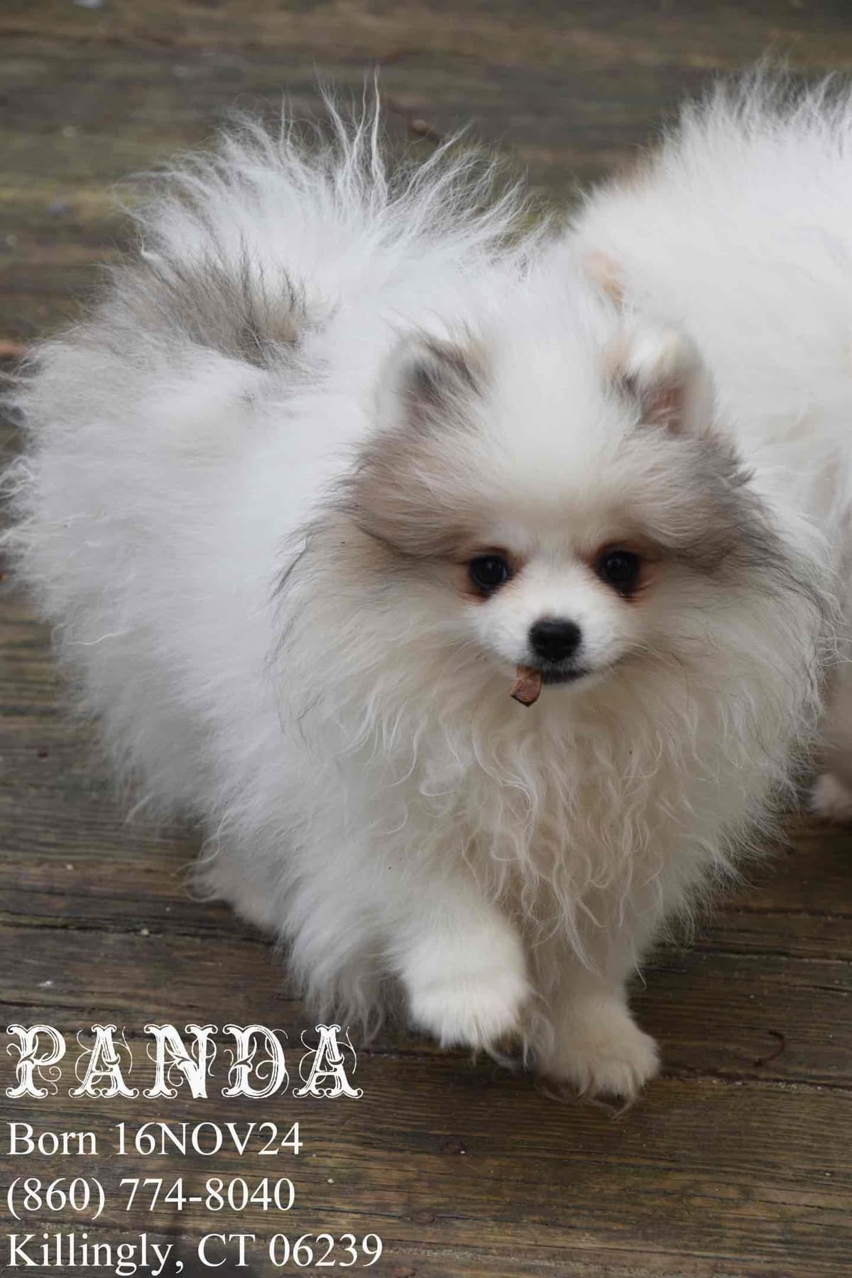 Pomeranian Puppies breeder image 16