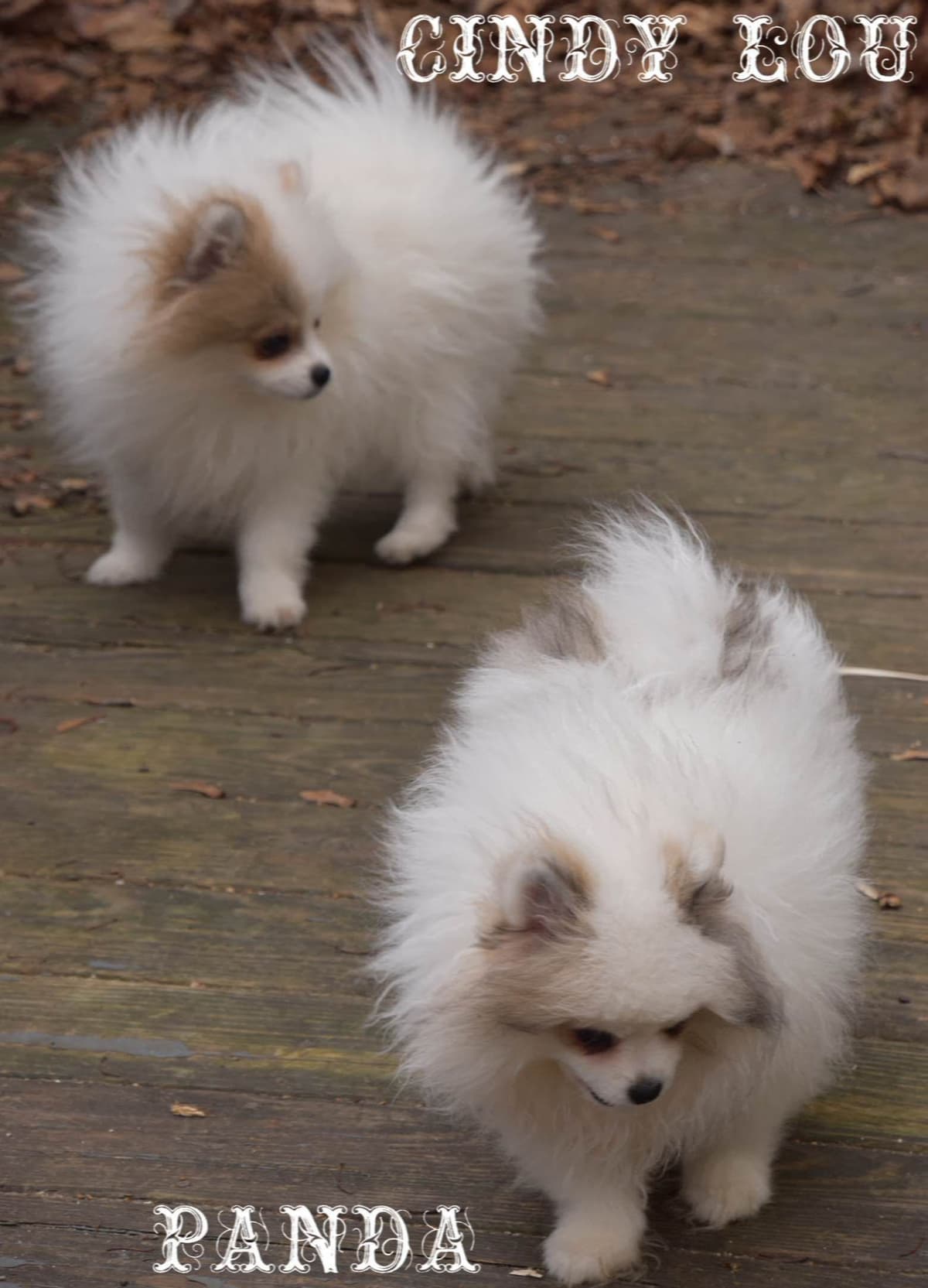 Pomeranian Puppies breeder image 15
