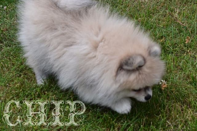 Pomeranian Puppies media 2