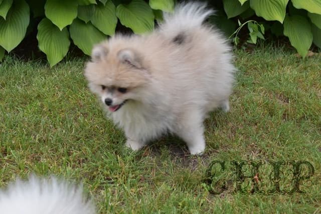 Pomeranian Puppies media 3