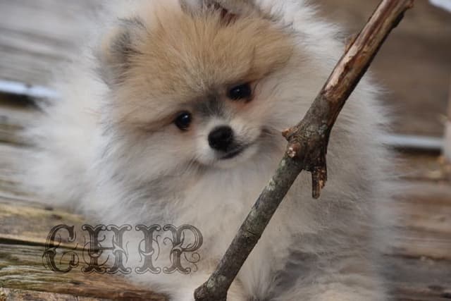 Pomeranian Puppies media 4