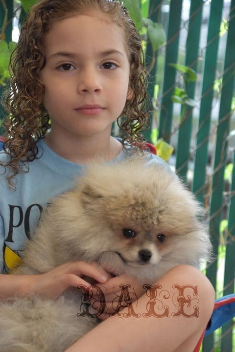 Pomeranian Puppies media 5