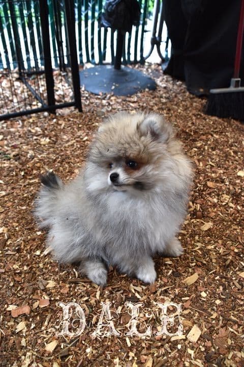 Pomeranian Puppies media 6