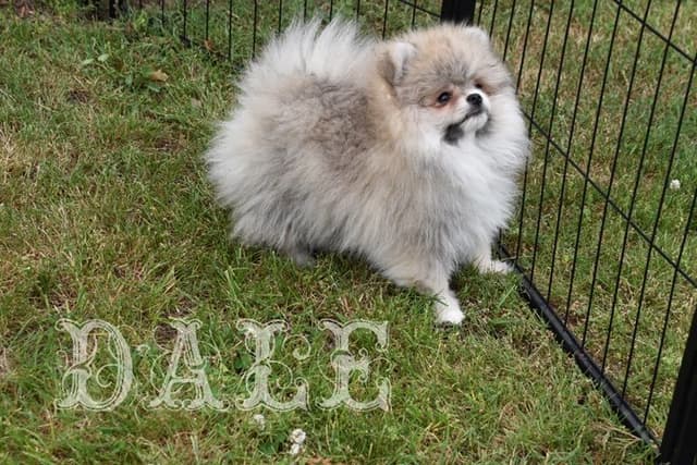 Pomeranian Puppies media 7