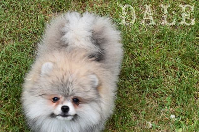 Pomeranian Puppies media 8