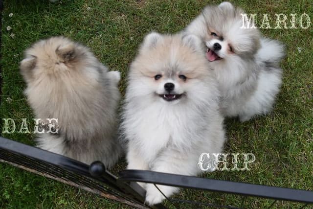 Pomeranian Puppies media 9